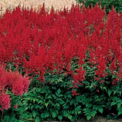 Montgomery Astilbe