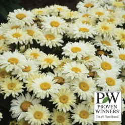 Banana Cream II Shasta Daisy