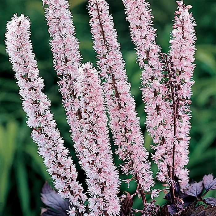 Pink Spike Actaea 1 Pink Spike Actaea