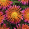 Ocean Sunset&trade; Orange Glow Ice Plant