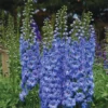 Blue Lace Delphinium