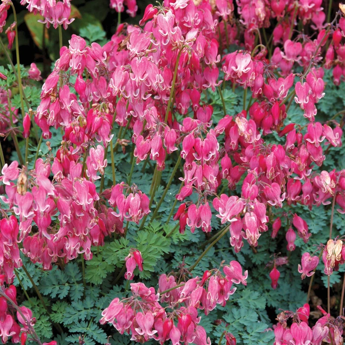 King Of Hearts Dwarf Bleeding Heart 1 King Of Hearts Dwarf Bleeding Heart