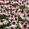 Pretty Parasols Echinacea