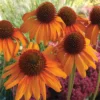 Tiki Torch Echinacea
