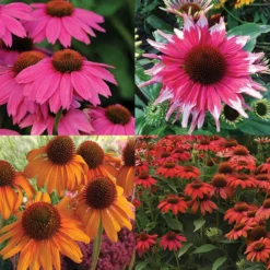 Various Echinacea Offer #1