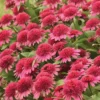 Double Coded™ Raspberry Beret Echinacea