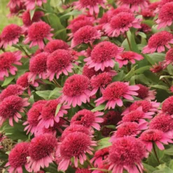 Double Coded™ Raspberry Beret Echinacea