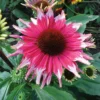 Playful Meadow Mama&trade; Echinacea