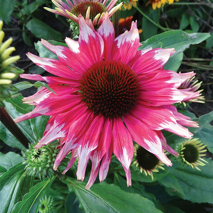 Playful Meadow Mama™ Echinacea 1 Playful Meadow Mama™ Echinacea