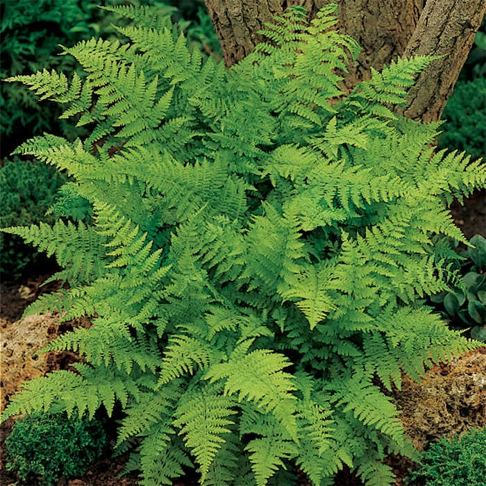 Lady Fern 1 Lady Fern