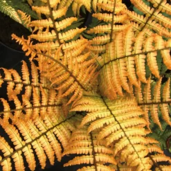 Jurassic Gold Fern