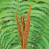 Cinnamon Fern