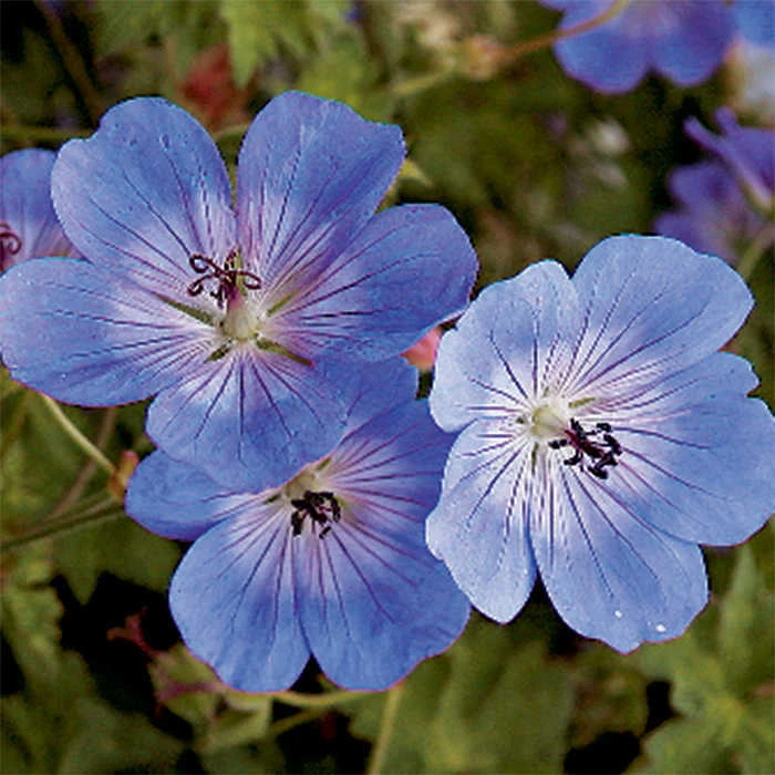 Rozanne Hardy Geranium 1 Rozanne Hardy Geranium