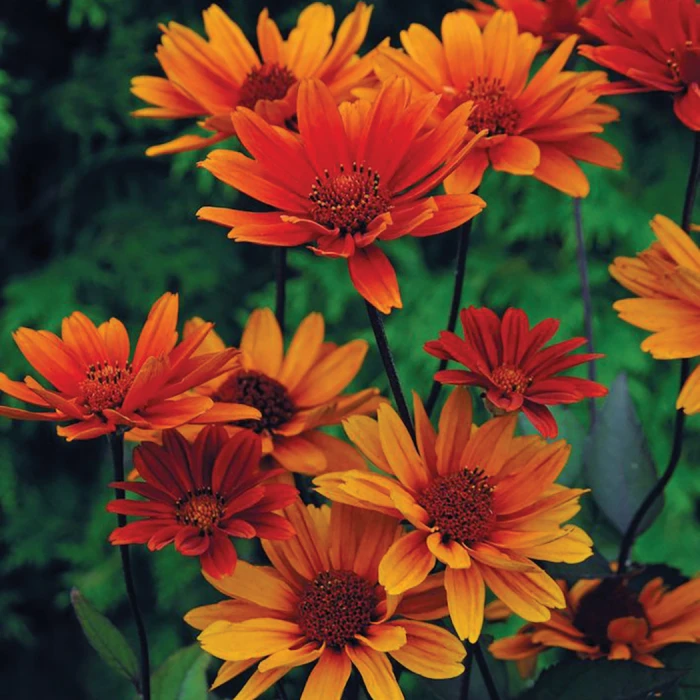 Bleeding Hearts Heliopsis 1 Bleeding Hearts Heliopsis