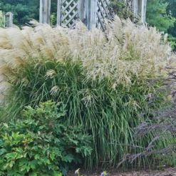 Huron Sunrise Miscanthus