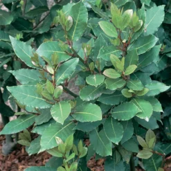 Bay Laurel Herb Plants