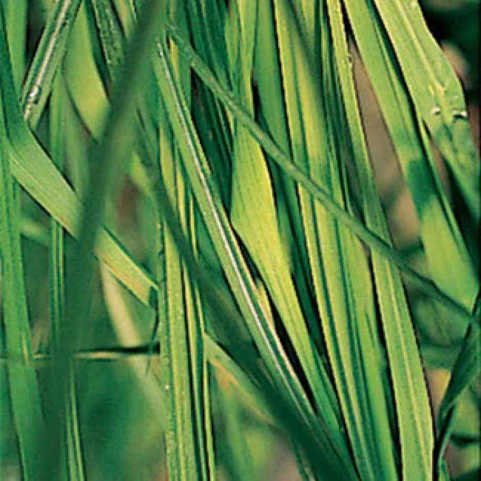 Lemongrass Herb 1 Lemongrass Herb