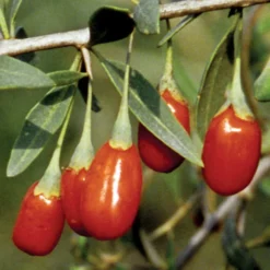 Crimson Star™ Goji Berry