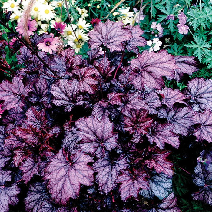 Amethyst Myst Heuchera 1 Amethyst Myst Heuchera