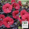 Summerific® Holy Grail Hibiscus