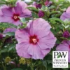 Summerific&reg; Lilac Crush Hibiscus