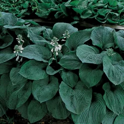 Blue Giant Hosta