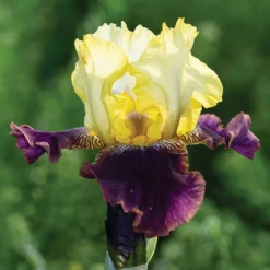 Blatant Reblooming Bearded Iris