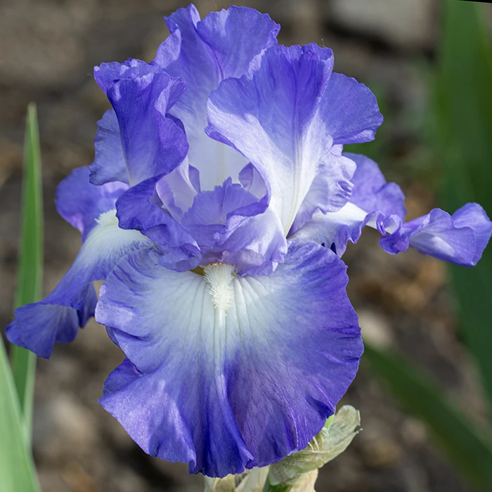 City Lights Reblooming Bearded Iris 1 City Lights Reblooming Bearded Iris
