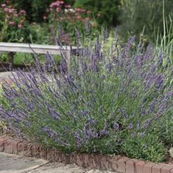 Phenomenal™ Lavender