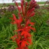 Cardinal Lobelia