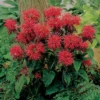 Fireball Dwarf Monarda