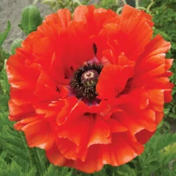 Eye Catcher Poppy