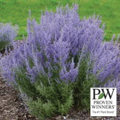Denim 'n Lace Russian Sage