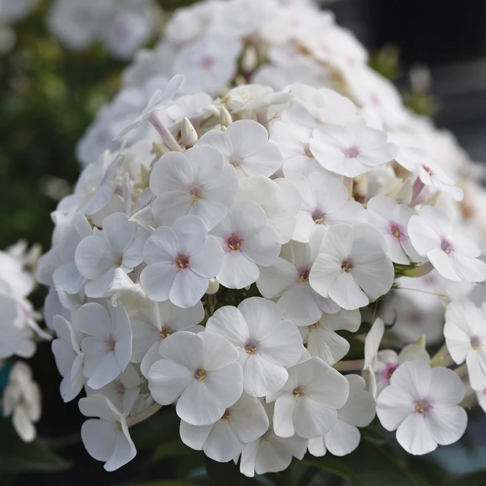 Super Ka-Pow™ White Phlox 1 Super Ka-Pow™ White Phlox