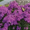 Super Ka-Pow Lavender Phlox