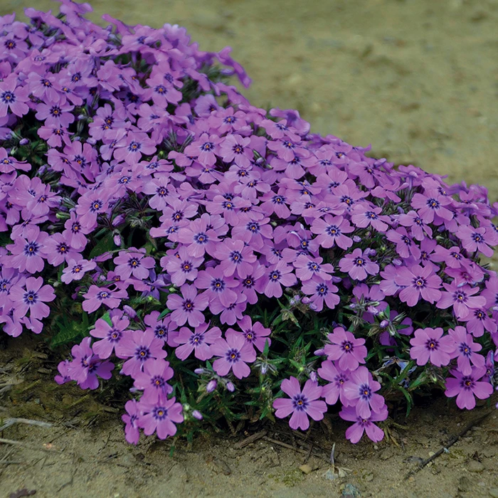 Eye Shadow Creeping Phlox 1 Eye Shadow Creeping Phlox
