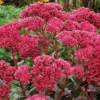 'Thunderhead' Sedum