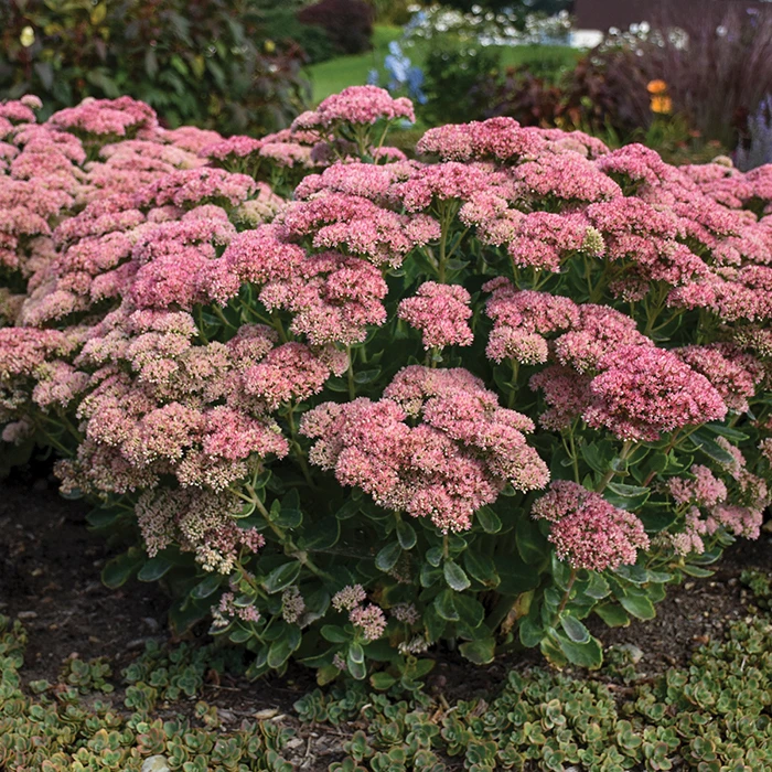 Autumn Joy Sedum 1 Autumn Joy Sedum
