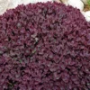 Sunsparkler&reg; Firecracker Sedum