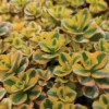 What A Doozie Sedum
