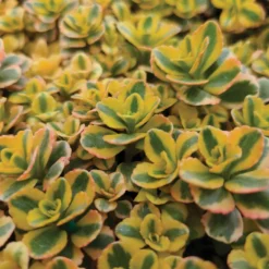 What A Doozie Sedum