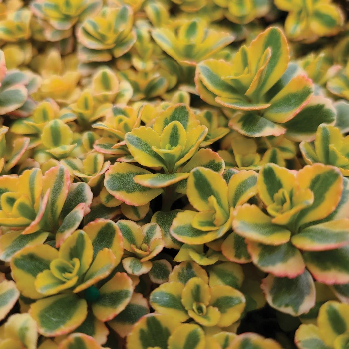 What A Doozie Sedum 1 What A Doozie Sedum