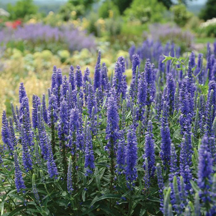 Dark Blue Moody® Blues Veronica 1 Dark Blue Moody® Blues Veronica