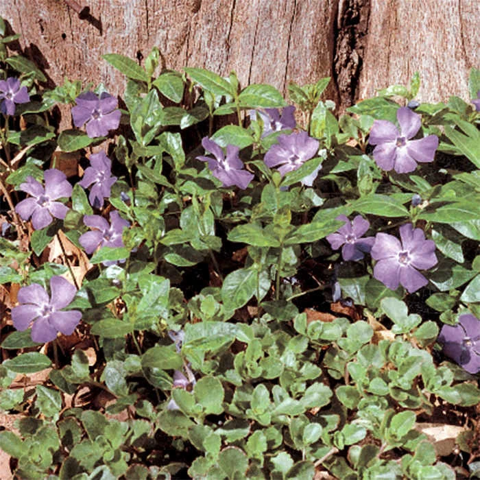 Bowles Variety Vinca 1 Bowles Variety Vinca