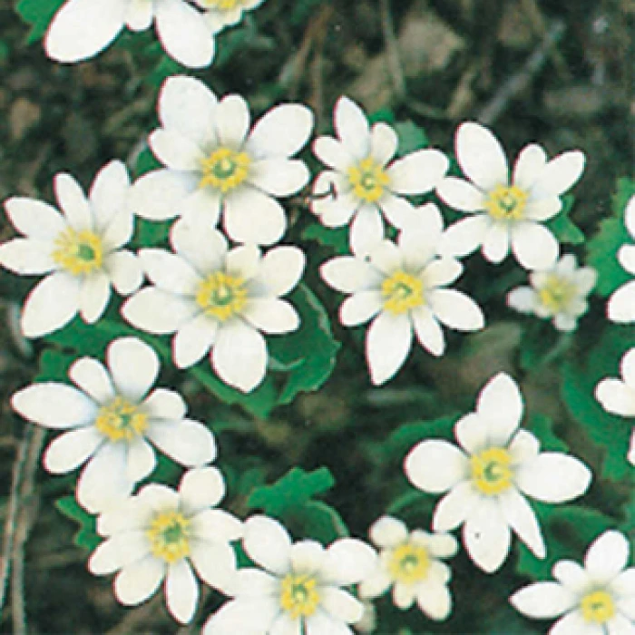 Bloodroot 1 Bloodroot