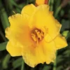 Stella De Oro Daylily