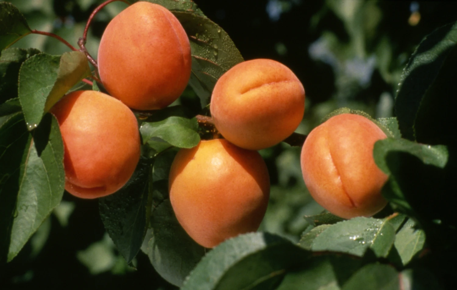 Chinese Apricot 1 Chinese Apricot
