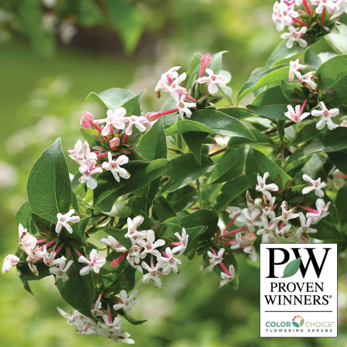 Sweet Emotion® Abelia 1 Sweet Emotion® Abelia
