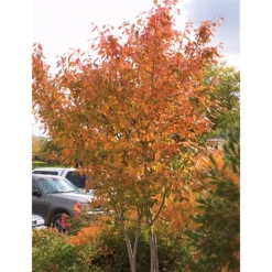 Autumn Brilliance Serviceberry
