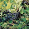 Nero Aronia